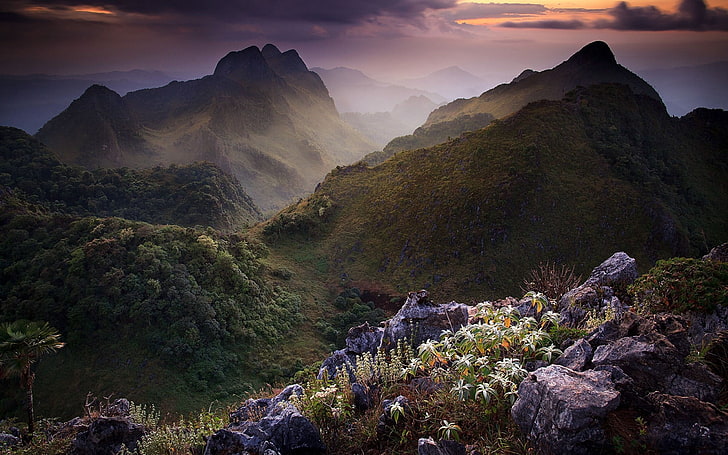 weiße Blumen, Gras, Felsen, Berge, HD-Hintergrundbild