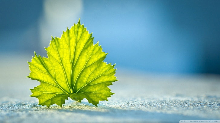 green leaf, selective focus photography of green leaf, nature, macro, leaves, HD wallpaper