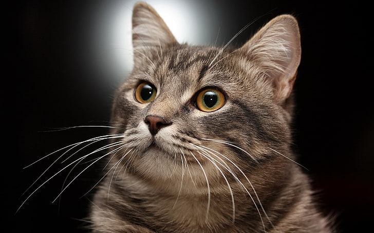gray cat painting, cat, muzzle, gray, striped, HD wallpaper