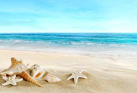 морские раковины разной формы, песок, море, пляж, ракушка, ракушки, HD обои HD wallpaper