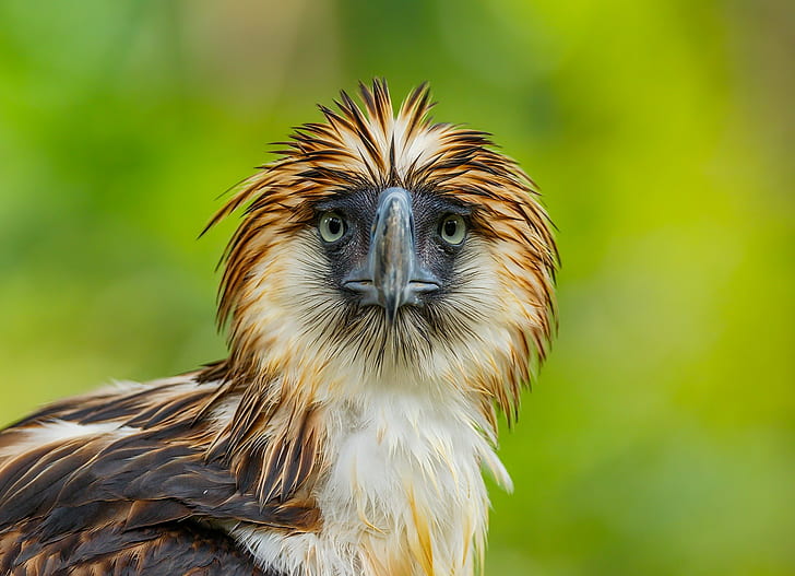 philippine eagle, HD wallpaper