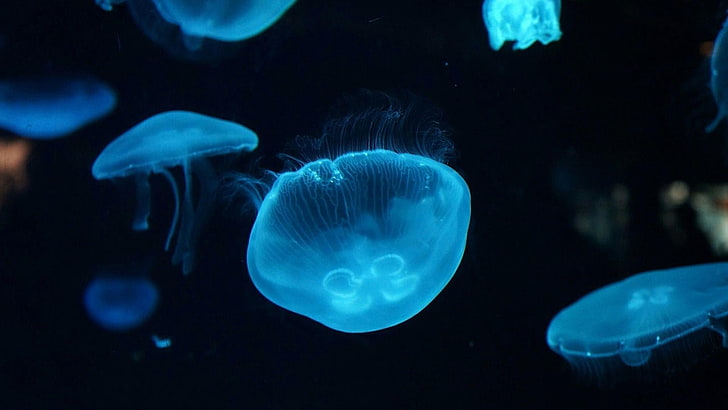 méduse, aqua, mer, océan, bleu, noir, mer profonde, créature marine, translucide, eau, sous l'eau, Fond d'écran HD