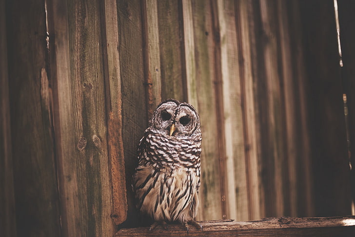 owl, bird, the fence, HD wallpaper