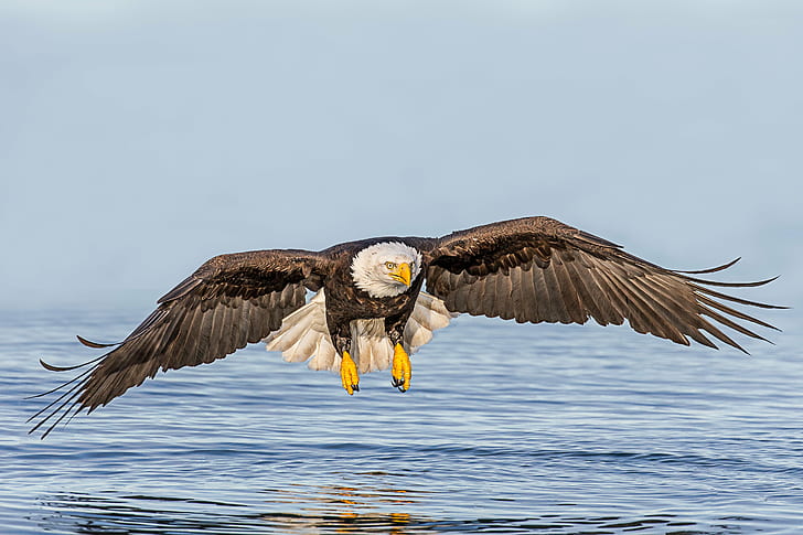 foto av Bald Eagle flyger över vattendrag under dagtid, Inkommande, foto, Bald Eagle, vattendrag, dagtid, Lins, fågel, vilda djur, örn - Fågel, djur, rovfågel, djur i naturen, natur, uSA, rovdjur, näbb, flygande, HD tapet