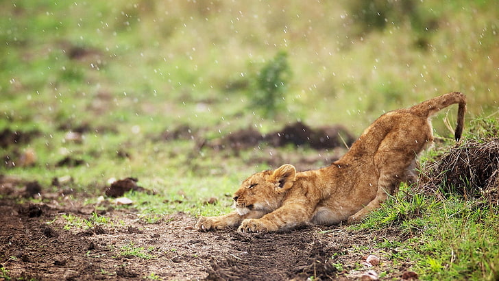 lion cub, lion, baby animals, animals, rain, stretching, HD wallpaper