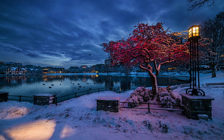 red trees, winter, snow, lights, Norway, lantern, Stavanger, Rogaland, the evening twilight, HD wallpaper