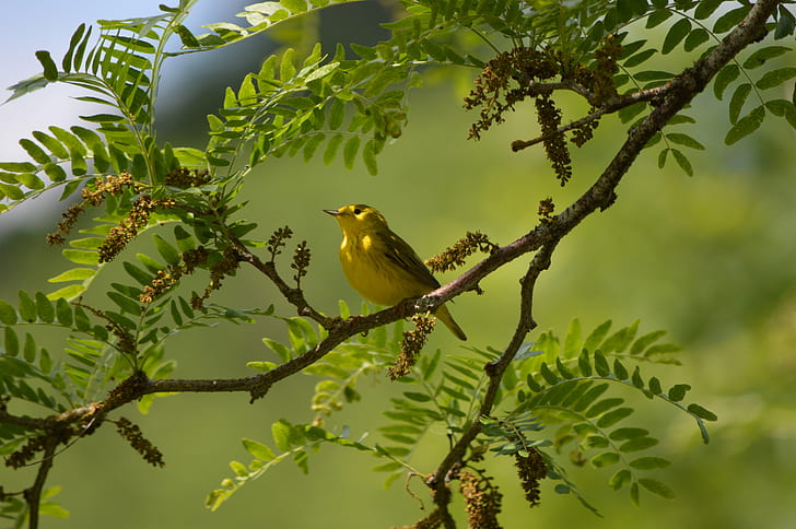 นกสีเหลืองและสีน้ำตาลตัวเล็กยืนอยู่บนกิ่งไม้ตอนกลางวัน, นกกระจิบสีเหลือง, นกกระจิบสีเหลือง, Yellow Warbler, สำรวจแล้ว, เล็ก, นกสีน้ำตาล, กิ่งไม้, ตอนกลางวัน, Oregon, พื้นที่ชุ่มน้ำ, Nikon, สำรวจ, นก, ธรรมชาติ, สัตว์, สัตว์ป่า, สาขา , ต้นไม้, วอลล์เปเปอร์ HD
