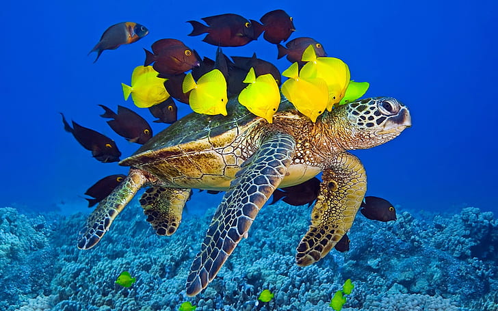Sea turtle, ocean, underwater, yellow and brown fish, Sea, Turtle, Ocean, Underwater, Yellow, Brown, Fish, HD wallpaper