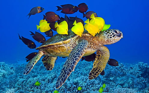 Tortuga marina, océano, submarino, pez amarillo y marrón, mar, tortuga, océano, submarino, amarillo, marrón, pez, Fondo de pantalla HD HD wallpaper