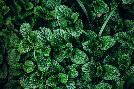 gröna, bakgrund, växt, mynta, HD tapet HD wallpaper