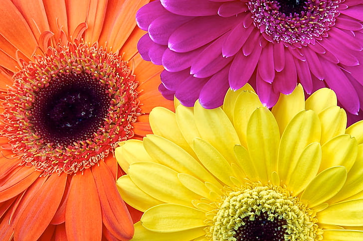 Flores, gerbera, primer plano, flor, naturaleza, flor anaranjada, flor púrpura, flor amarilla, Fondo de pantalla HD