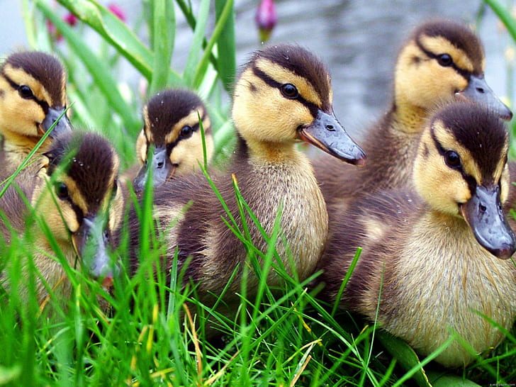 Little Ducks, little, lacke, grass, wild, ducks, animals, HD wallpaper