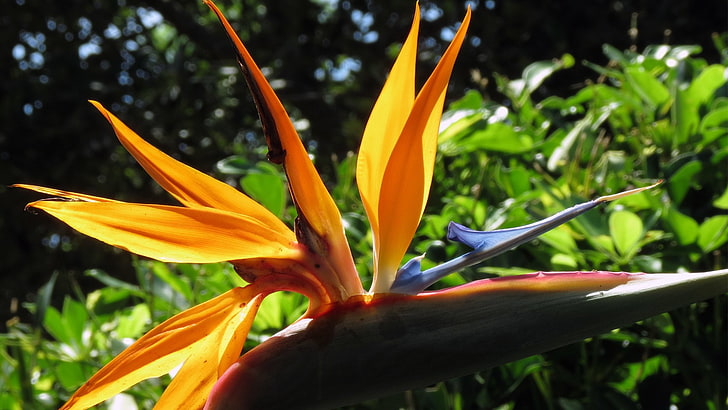 Blumen, Paradiesvogel, Vogel, Exotisch, Florida, Blume, Grün, Makro, Pflanze, Ziemlich, Gelb, HD-Hintergrundbild