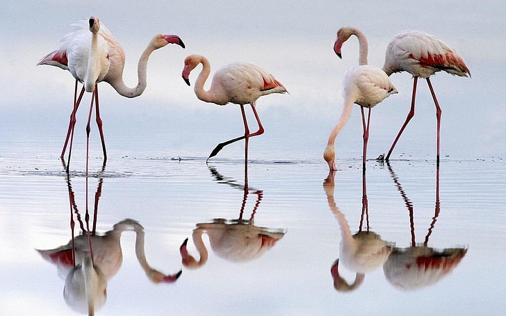 flamingo, HD wallpaper