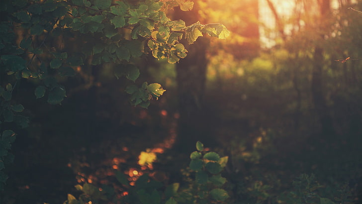 pohon daun hijau, bidikan makro daun hijau saat matahari terbenam, cahaya alami, alam, daun, hutan, Wallpaper HD