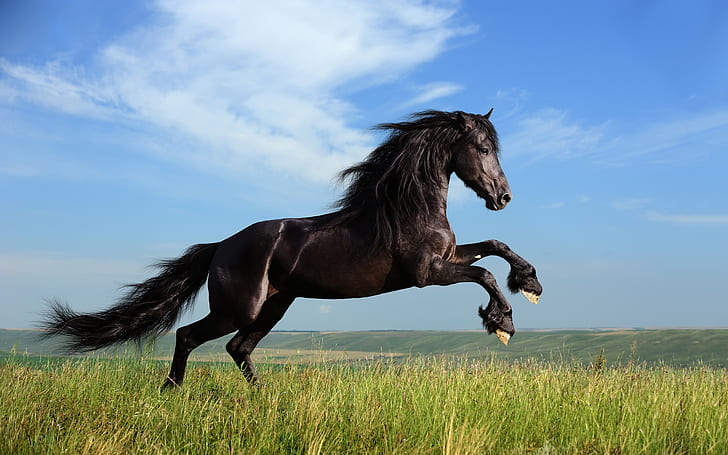 Свобода Черная лошадь, Скачущая, Дом, Черный, Лошадь, Скачущая, HD обои