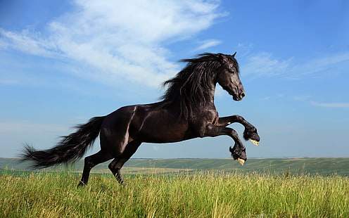 Cavalo preto liberdade galopando, dom, preto, cavalo, galopando, HD papel de parede HD wallpaper