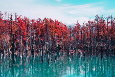 지구, 연못,가, 홋카이도, 일본, 나무, HD 배경 화면 HD wallpaper