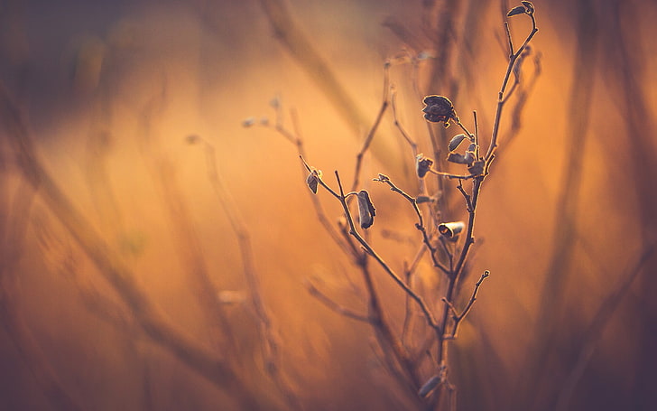 brauner Zweig, Pflanzen, Makro, Natur, HD-Hintergrundbild