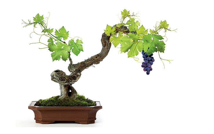 bonsai, grapes, leaves, vine, white, HD wallpaper