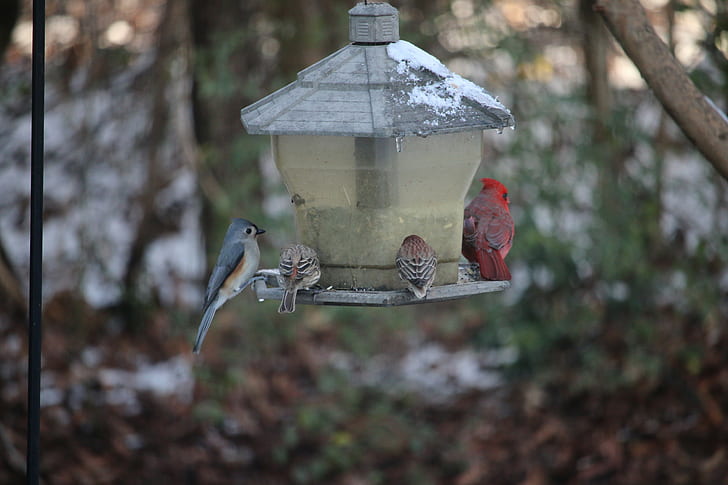 nieve, frío, animales, pájaros, Fondo de pantalla HD