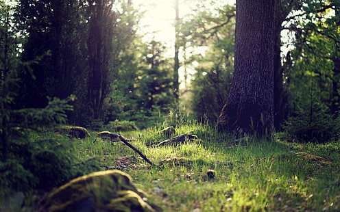 Grünpflanze, Landschaft, Wald, Natur, Waldlichtung, Sonnenlicht, HD-Hintergrundbild HD wallpaper