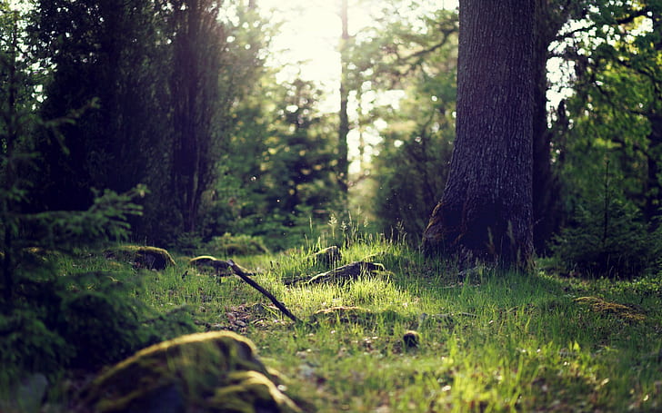 nature, forest clearing, sunlight, forest, landscape, HD wallpaper
