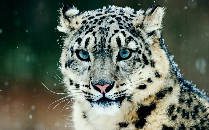 snöleoparder, leopard (djur), snö, djur, HD tapet