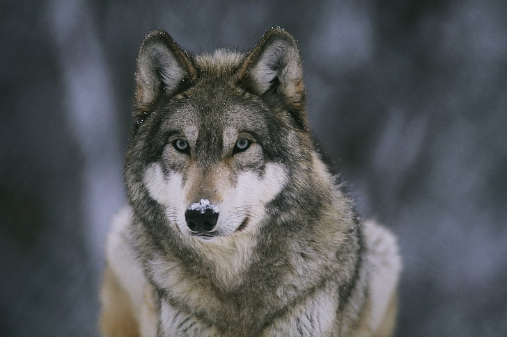 white and gray wolf, snow, Wallpaper, wolf, predator, beast, forest, wallpapers, medic, nose, HD wallpaper