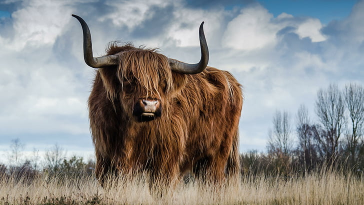 touro, gado, gado das terras altas escocês, buzina, animais selvagens, campo, pastagens, pasto, pradaria, nuvem, céu, pastoreio, grama, HD papel de parede