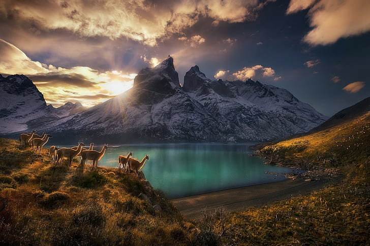 przyroda, krajobraz, fotografia, jezioro, góry, zachód słońca, sucha trawa, guanako, wielbłądowate, niebo, chmury, światło słoneczne, Torres del Paine, Chile, Tapety HD