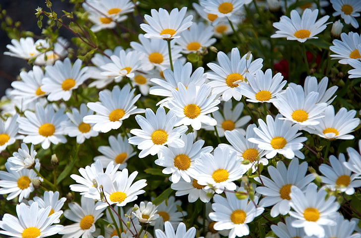 bouquet de fleurs de marguerite blanche, marguerites, blanc, prairie, été, humeur, Fond d'écran HD