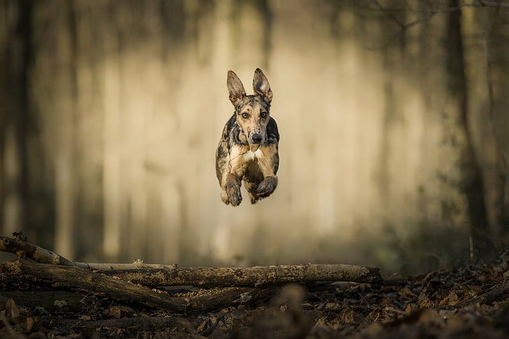 Прыжки Животных Фото