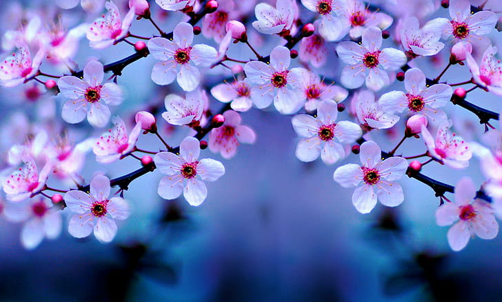 bunga sakura, Yoshino Cherry, tanaman, bunga, ungu, Wallpaper HD