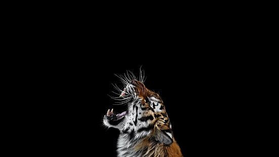 Тигр, Злой, Фотография, Фон, Тигр, Злой, Фотография, фон, 2560x1440, HD обои HD wallpaper