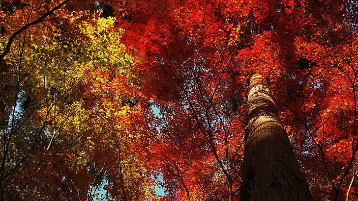 Красные и желтые листья HD, листья красные, желтые, HD обои