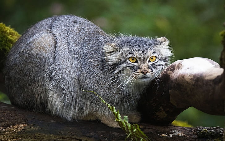 แมว Pallas's Cat สัตว์ป่า, วอลล์เปเปอร์ HD