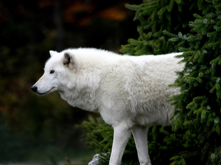 white wolf, spruce, tree, wolf, white, HD wallpaper