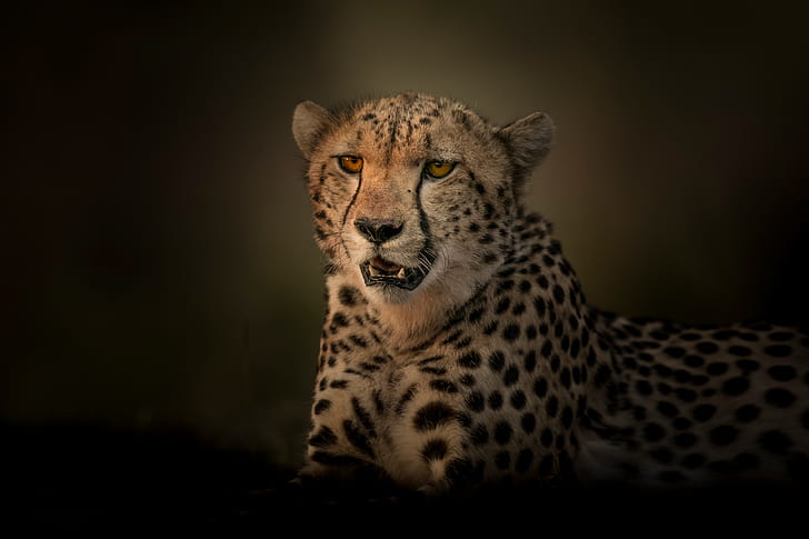background, portrait, predator, Cheetah, wild cat, HD wallpaper