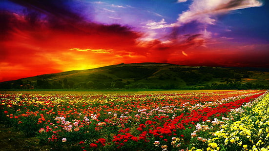 Rosor vid skymning, fält för blommagård under gyllene tid, natur, solnedgång, blommor, skönhet, natur och landskap, HD tapet HD wallpaper