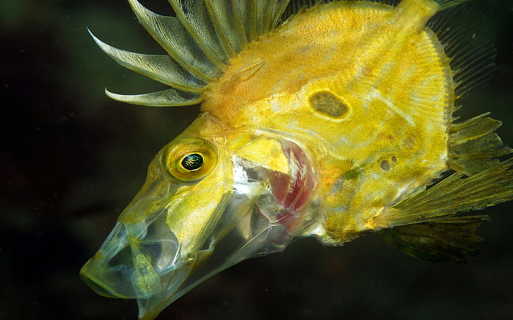 Vacker gul havsfisk Hd Bakgrund för Dekstop mobiltelefon, HD tapet