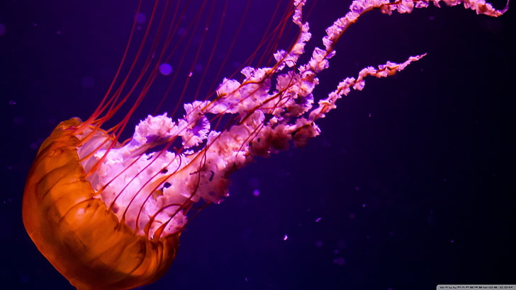 jellyfish, HD wallpaper
