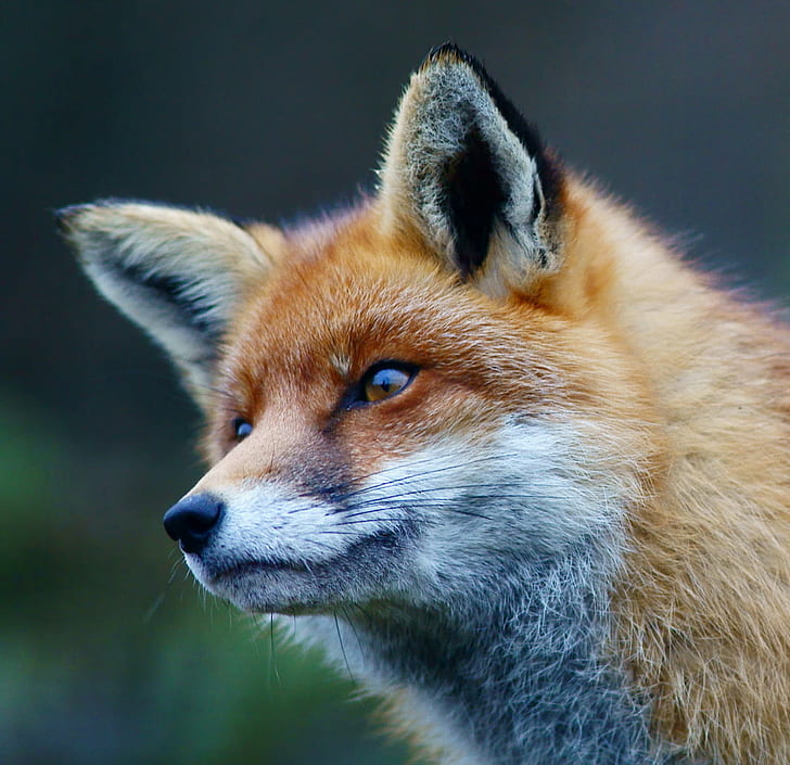 selective focus photography of Fox, fox, Fox, Portrait, selective focus, photography, British  Wildlife  Centre, Newchapel  Surrey, Vulpes, Peter, Trimming, Sigma, EX, DG, animal, red Fox, wildlife, mammal, nature, animals In The Wild, carnivore, fur, HD wallpaper