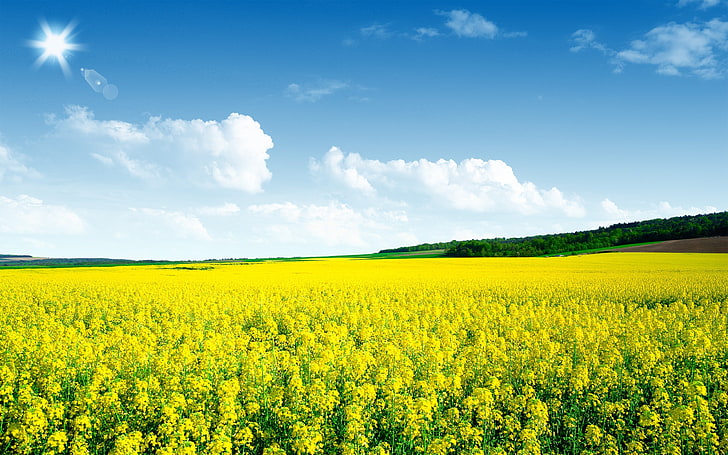 Канола цвете поле-природа пейзаж HD тапет, поляна от жълти цветя, HD тапет