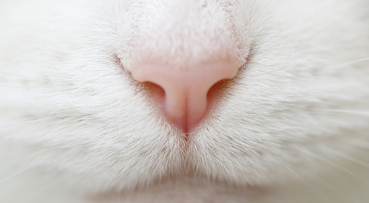 猫の鼻 白猫の鼻 動物 ペット 白 マクロ 口 猫 Hdデスクトップの壁紙 Wallpaperbetter