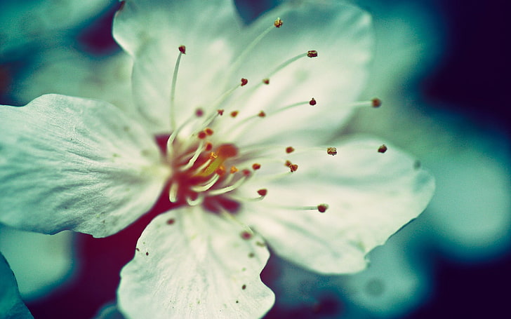 fleur blanche à 5 pétales, fleurs, nature, fleurs blanches, macro, filtre, Fond d'écran HD