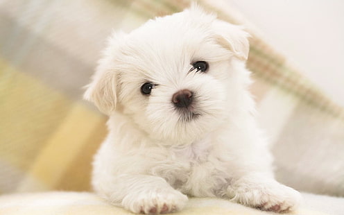 Maltese Puppy, white shih tzu puppy, puppy, maltese, cute animals, HD wallpaper HD wallpaper