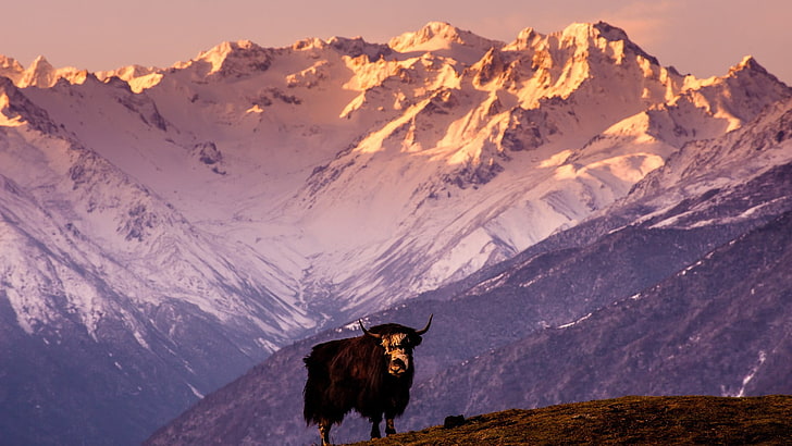 taureau Highland noir, nature, animaux, paysage, yaks, Himalaya, Tibet, Chine, collines, montagnes, neige, pic enneigé, lumière du soleil, Fond d'écran HD