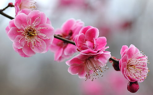 Cerezos en flor, cerezo, flores, naturaleza y paisaje., Fondo de pantalla HD HD wallpaper