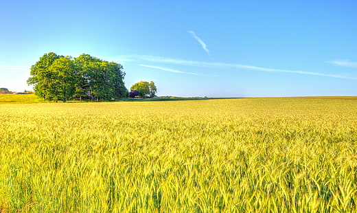 зелено поле, Земеделска земя, Вечер, зелено поле, земеделие, природа, селски Сцена, поле, лято, ферма, жълт, небе, син, на открито, пейзаж, реколта, растеж, пшеница, зърнени култури Растение, земя, HD тапет HD wallpaper